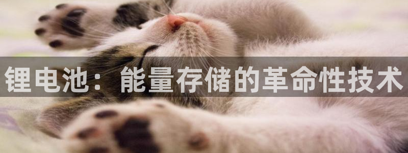 tP钱包下载
